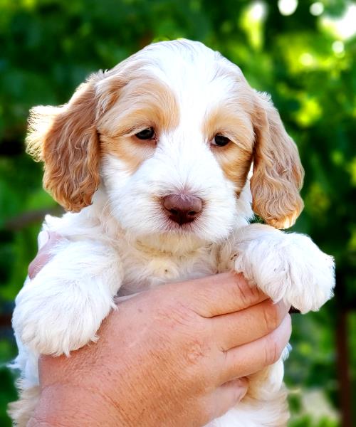 Daisy